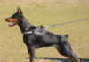 Discover the Doberman Pinscher: A Powerful and Intelligent Breed